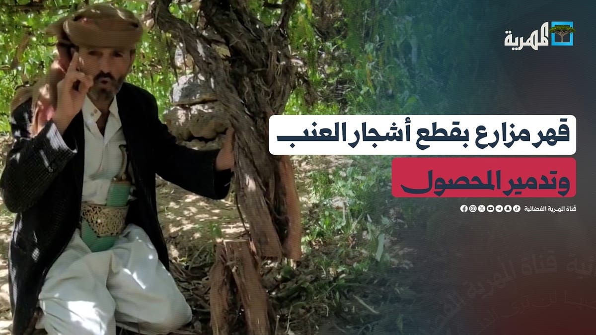 مزارع في محافظة عمران يروي بقهر مساعي مجهولين لإتلاف محصوله عبر قطع أشجار العنب