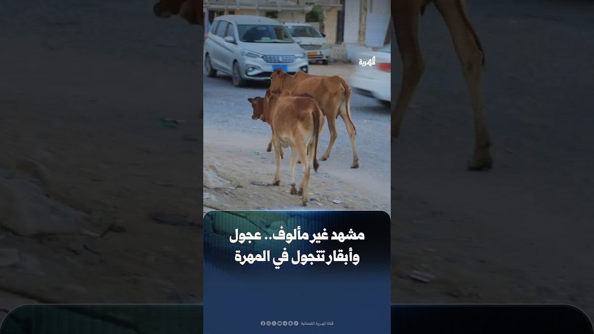 مشهد غير مألوف.. عجول وأبقار تتجول في مدينة الغيضة بالمهرة