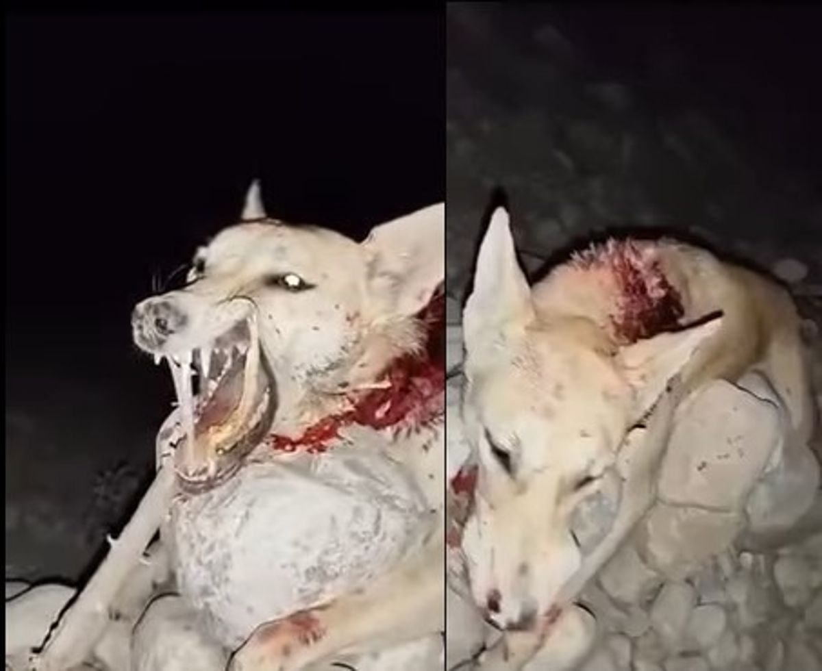 حيوان مفترس يهاجم سكان "عسد الجبل" في حضرموت ويصيب أكثر من 12 شخصًا بينهم نساء وأطفال