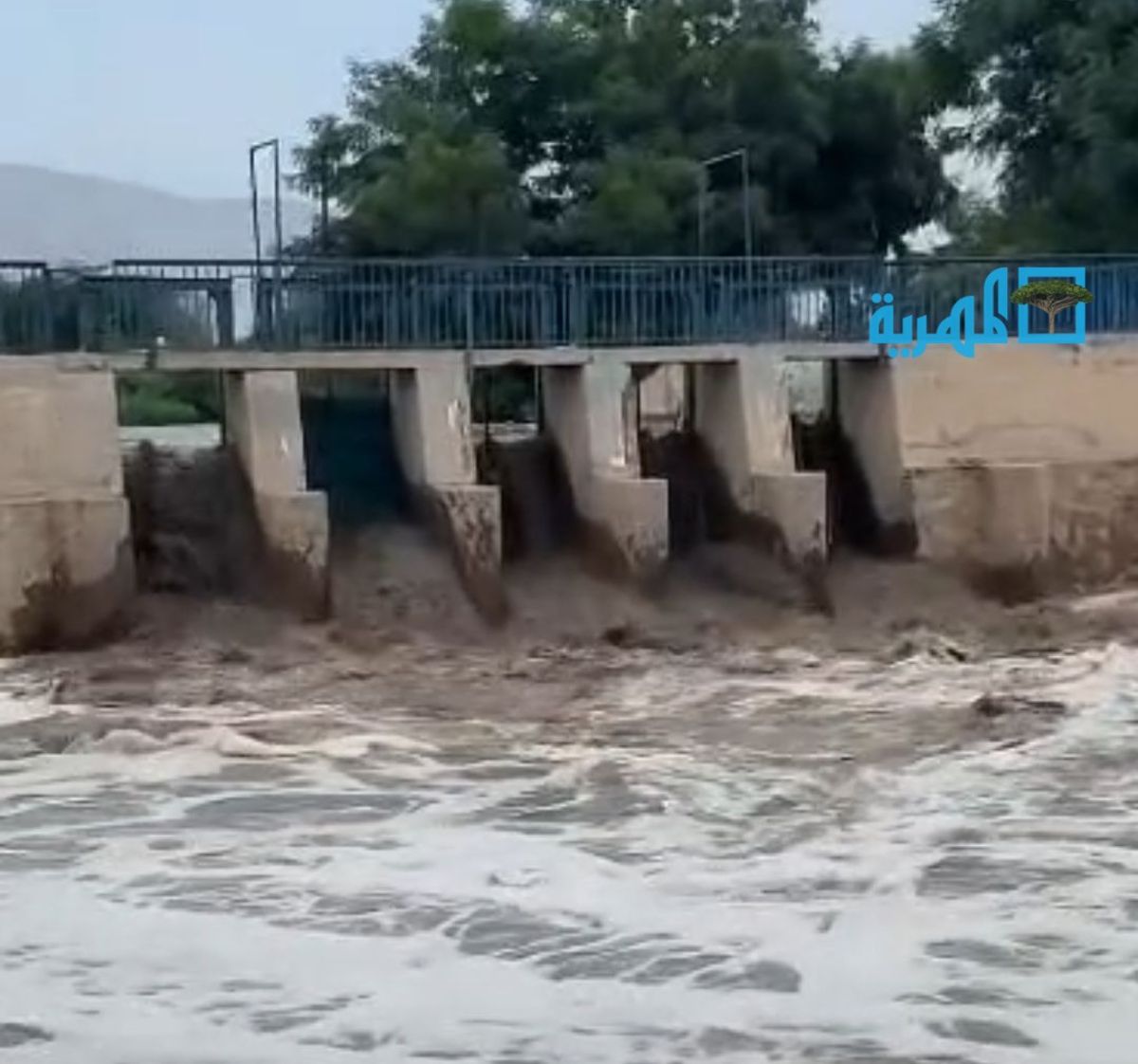 سيل وادي بنا يتدفق مجددا في أبين بعد أشهر من الجفاف 