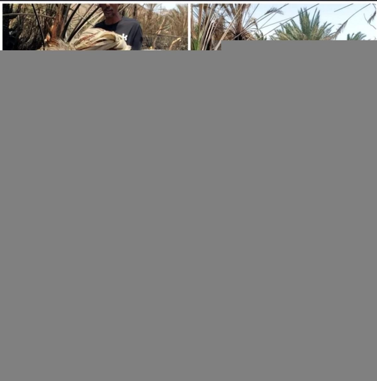 شيخ مشايخ سقطرى يقدم مليون ريال لمواطن أُحرق بستانه