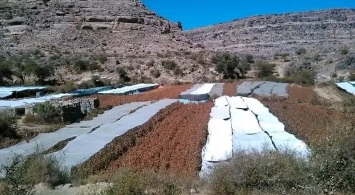 الأرصاد يتوقع طقساً بارداً وشديد البرودة خلال الساعات القادمة