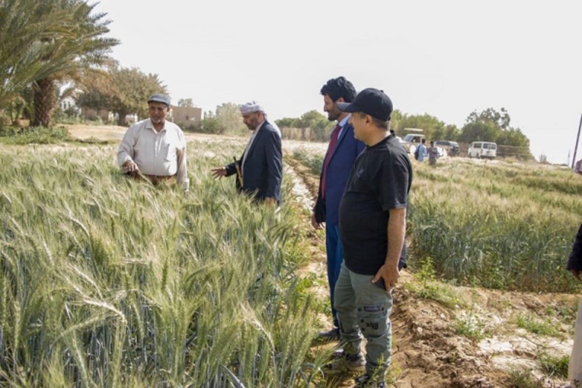 مارب.. يوم حقلي للتعريف بالبذور المحسّنة للقمح