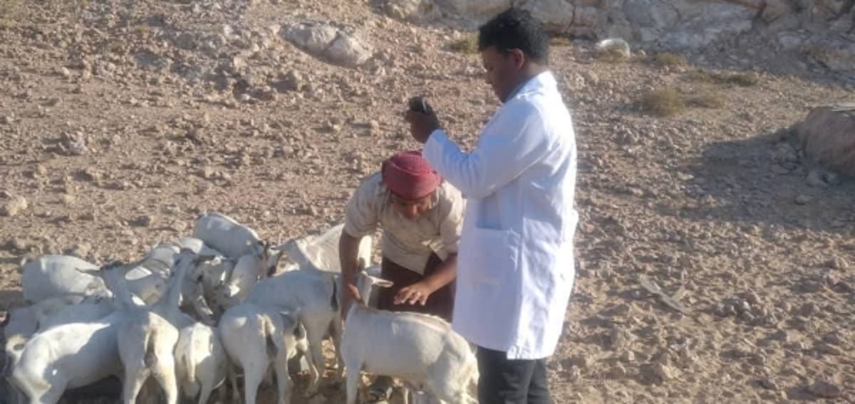 مكتب الزراعة بالمهرة ينفذ حملة بيطرية في مديرية حات