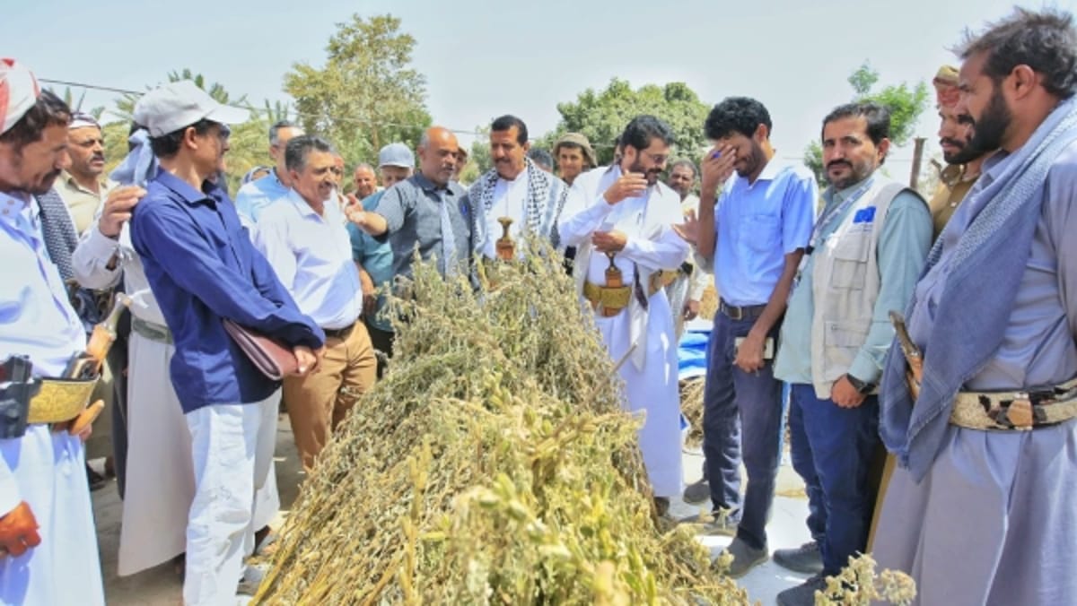 مارب.. تدشّين اليوم الحقلي لمحصول السمسم في المحافظة