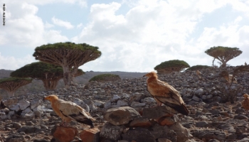 أشجار دم الأخوين في جزيرة سقطرى اليمنية