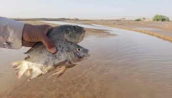 اصطياد الأسماك من المياه شرقي المدينة