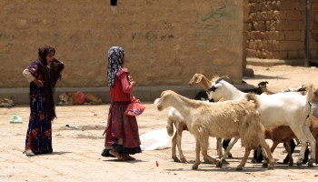 يعتمد ملايين اليمنيين على الثروة الحيوانية