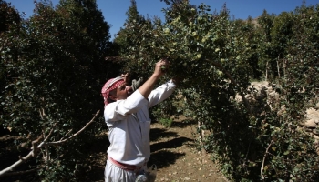 صعوبات عديدة تواجه الزراعة اليمنية (Getty)