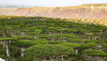 أشجار "دم الأخوين" في هضبة فرمهن - فيسبوك