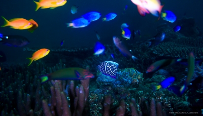يوجد في سواحل الأرخبيل  أنواع متعددة من أسماك الشعاب المرجانية
