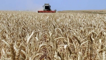 مصر تشتري 240 ألف طن من القمح