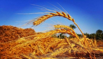 مزارع القمح في عمان