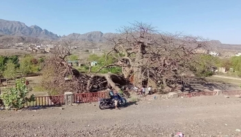 سقوط أجزاء من شجرة الغريب يثير قلق الزوار في تعز