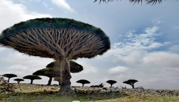 سقطرى.. 17 عاماً على إدراجها ضمن قائمة التراث العالمي دون دعم كافٍ
