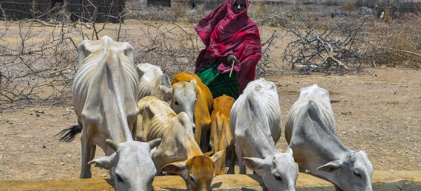 شهدت إثيوبيا أزمة غذائية حادة في عام 2019 ، حيث ارتفعت معدلات الجوع وسوء التغذية إلى مستويات مقلقة.