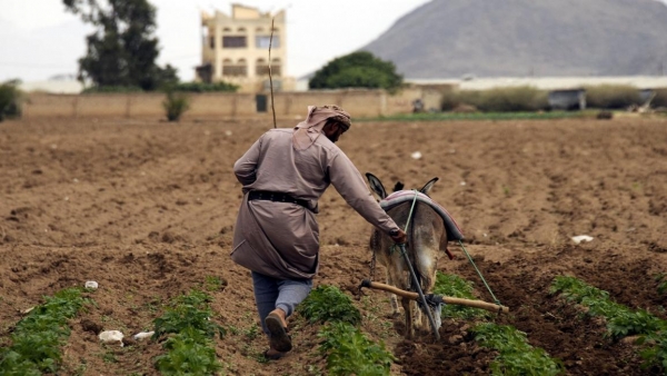 صعوبات تواجه القطاع الزراعي في اليمن_الأناضول