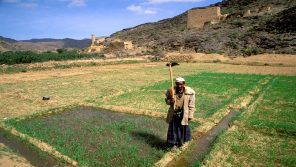 الزراعة قطاع حيوي في اليمن_وكالات