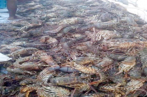 صيد جائر لأسماك مهددة بالانقراض