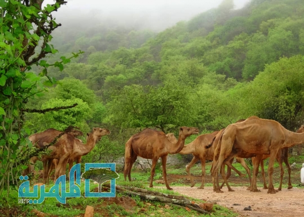 صور أجواء الخريف في المهرة