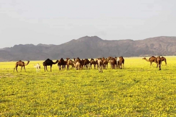 صحراء شبوة بعد هطول الأمطار