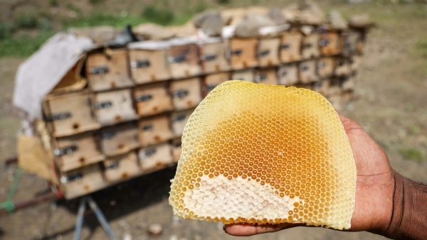 العسل اليمني بين مرارة الحرب