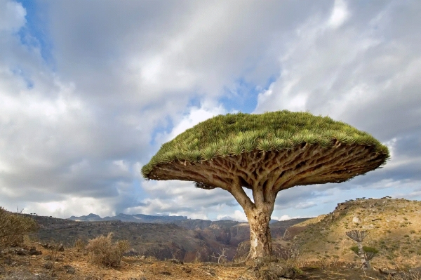 صحيفة بريطانية تحذر من انقراض شجرة دم الأخوين في جزيرة سقطرى