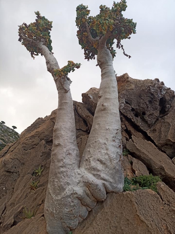"الخيار"..شجرة في سقطرى مميزاتها المقاومة للجفاف تعرضها للرعي الجائر والانقراض  