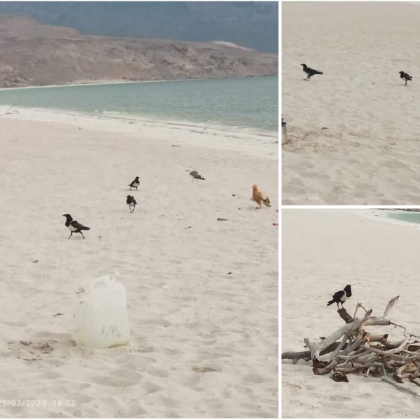 "زاغ أبقع".. طير "غازي" يهدد البيئة والطيور المحلية في سقطرى