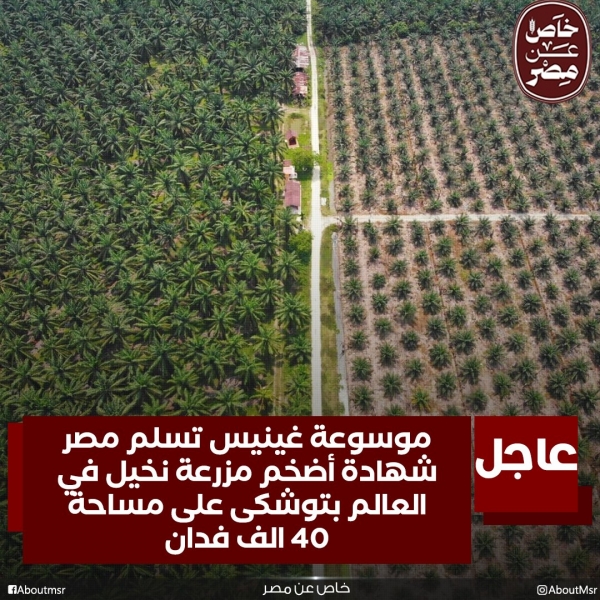 مصر تتفوق على السعودية في أكبر مزرعة تمور