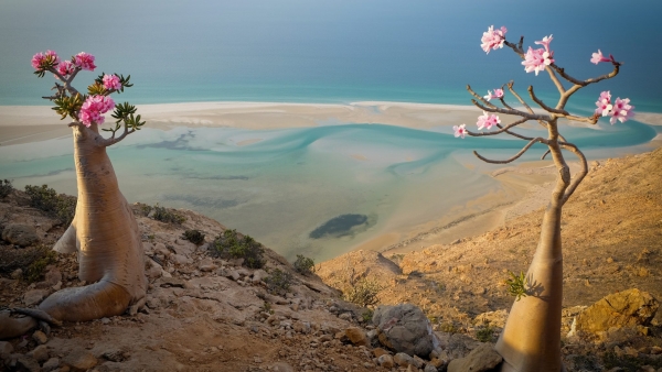 شجرة الزجاجة السقطرية..مصدر الصورة: ياسمين لافوي