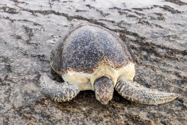 ارتفاع حرارة الشواطئ يهدد مستقبل السلاحف البحرية في المهرة