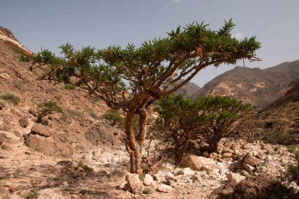 شجرة في عمان يستخرج منها النسغ الذي يصنع منه اللبان.