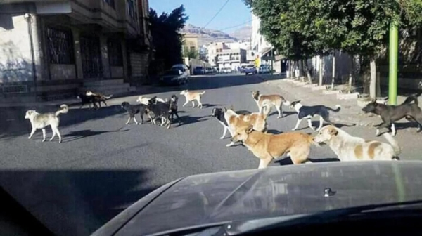 تعبيرية تعبيرية
