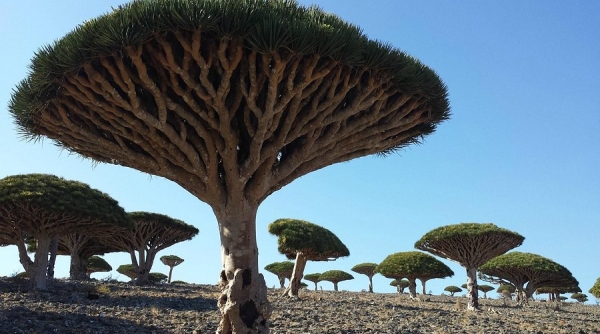 شجرة دم الأخوين شجرة دم الأخوين