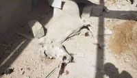 غارات للتحالف قتلت خيولا في صنعاء