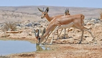 شبوة: تعميم بمنع اصطياد الحيوانات البرية النادرة في مديرية ميفعة