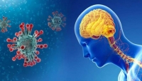 دراسة: فيروس كورونا قادر على مهاجمة الدماغ بشكل مباشر