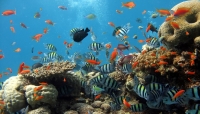 التلوث السمعي يضعف قدرة الأسماك على مقاومة الأمراض