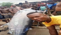 شاب نيجيري يصطاد سمكة بقيمة 2.6 مليون دولار ويلتهمها مع أصدقائه