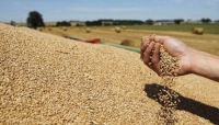 الفاو: نحو 25 مليون طن من الحبوب عالقة في أوكرانيا بسبب الحرب
