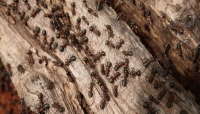 باحثون يتوصلون إلى إجابة عن عدد النمل الذي يعيش على الأرض