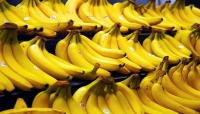 خبراء يحذّرون من تناول الموز خلال الشتاء