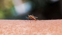 لأول مرة منذ 20 عاما.. إصابات بالملاريا في الولايات المتحدة