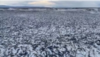 نفوق ملايين الأسماك على شواطئ اليابان.. ظاهرة غريبة تتسبب بفزع كبير