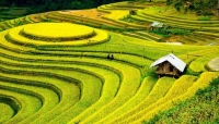 الصين.. العثور عن حقل أرز قديم عمره 5000 عام