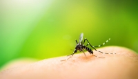 أطباء يحذرون.. عدم علاج ‫الملاريا قد يؤدي إلى ‫الوفاة