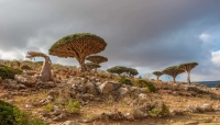 تقرير يسلط الضوء على عجائب جزيرة سقطرى السرية في اليمن